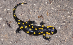 Eldsalamander (Salamandra salamandra)