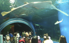 Shinagawa Epson Aquarium