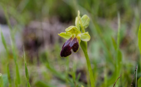 Brun ofrys (Ophrys fusca)