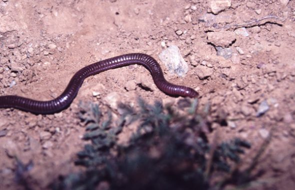 b_cinereus_valladolid_960624_pb