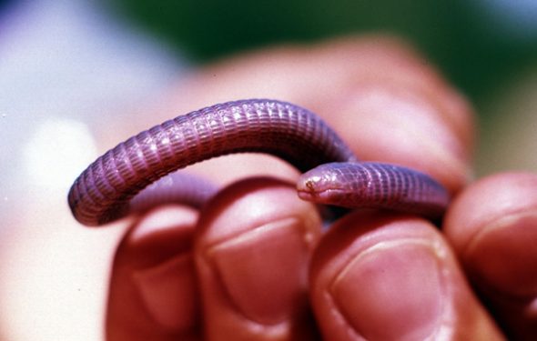 b_cinereus_valladolid_960624_pb_2