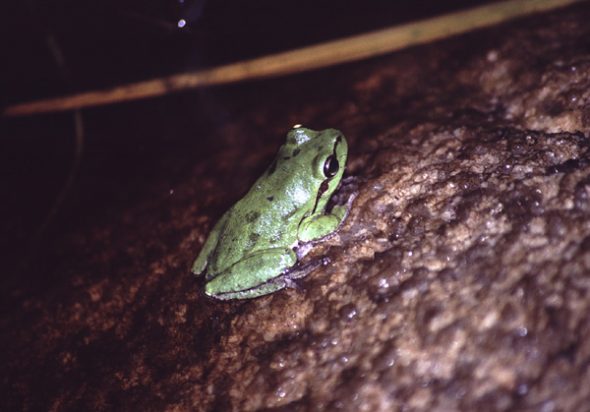 h_sarda_corsica_040414_pb1