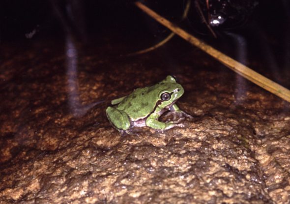 h_sarda_corsica_040414_pb2