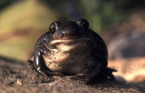 p_fuscus_bara_sweden_pb