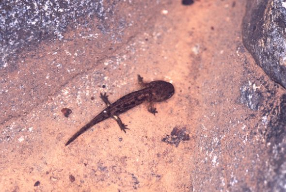 s_corsica_cascadesdesanglais_corsica_040415_pb4