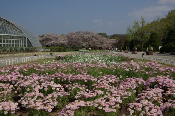 PB_Japan_20090412_IMGP0185