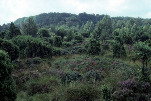 LYALJUNGHED