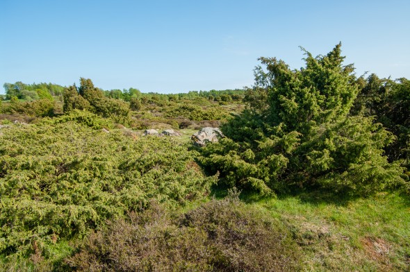 PB_skane_20090524_IMGP5702