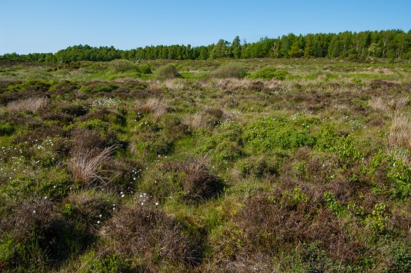 PB_skane_20090524_IMGP5710