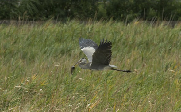 Higuchi_keiouniversity_PB_okinawa_04102013_IMGP9489