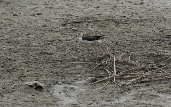 Higuchi_keiouniversity_PB_okinawa_04102013_IMGP9502