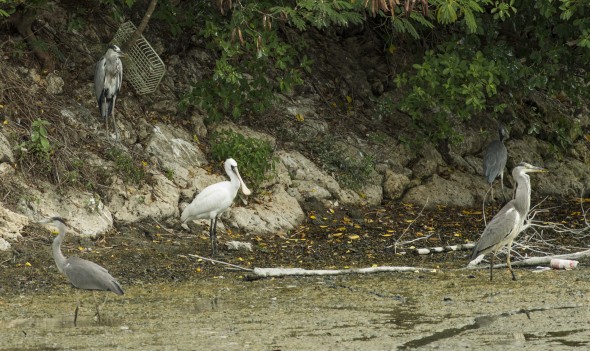 Higuchi_keiouniversity_PB_okinawa_04102013_IMGP9506