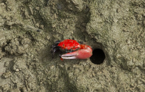 Higuchi_keiouniversity_PB_okinawa_04102013_IMGP9526