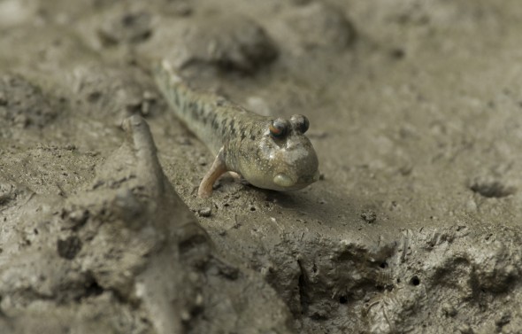 Higuchi_keiouniversity_PB_okinawa_04102013_IMGP9563
