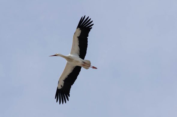 59 IMGP7936