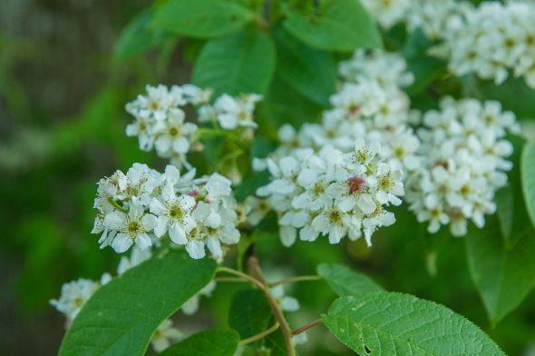 IMGP7650_PerBlomberg_EKID