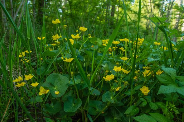 IMGP7689_PerBlomberg_EKID