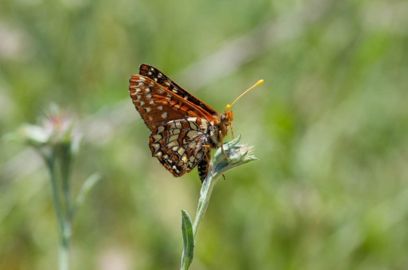 IMGP8942