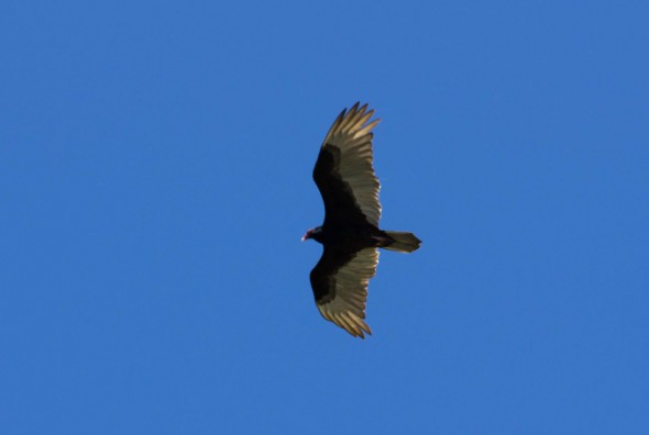 IMGP8976