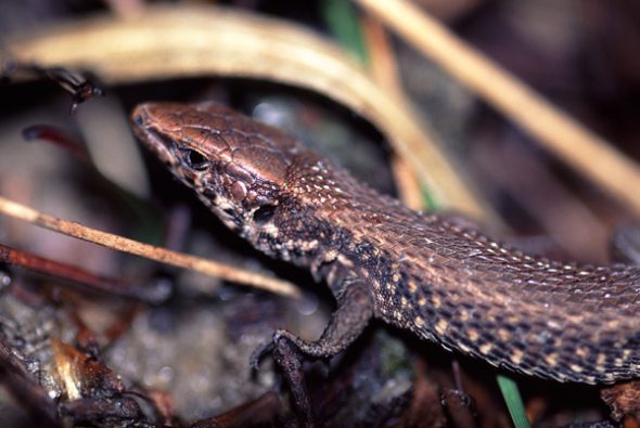 a_moreoticus_taigetos_030422_pb