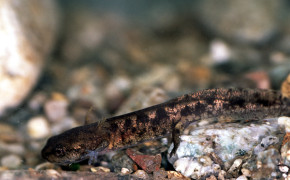 Korsikansk eldsalamander ( Salamandra Corsica)