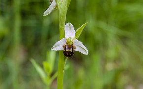 Bi-ofrys (Ophrys apifera)