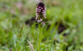 Krutbrännare (Orchis ustulata)