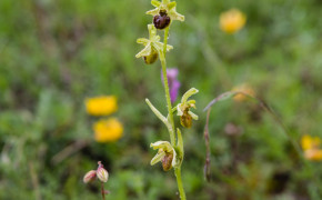 Spindel-ofrys (Ophrys sphegodes)