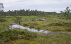 Kauhaneva-Pohjankangas nationalpark